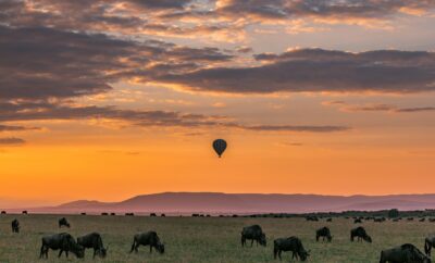 Discovering Africa: The Fascination Of Safari Destinations For Millions