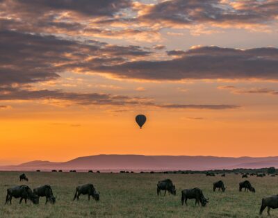 Discovering Africa: The Fascination Of Safari Destinations For Millions