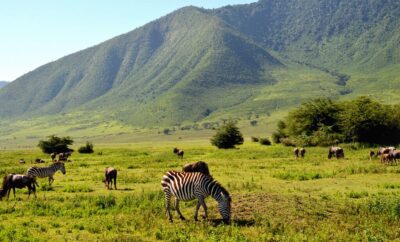 Exploring the Ngorongoro Crater: Tanzania’s Garden of Eden