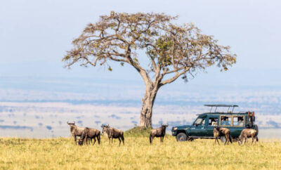 Kenya’s Maasai Mara: Tour into The Wild