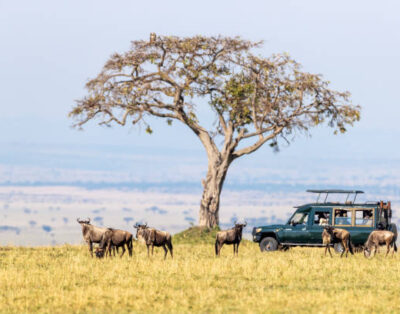 Kenya’s Maasai Mara: Tour into The Wild