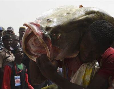 Fishing Festival in Argungu
