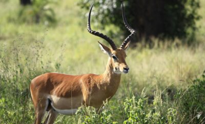 Some Unique Feature of Bauchi’s Yankari Game Reserve in Nigeria