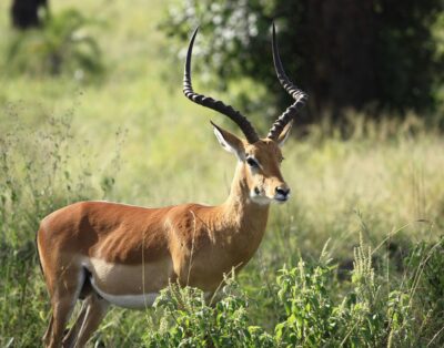 Some Unique Feature of Bauchi’s Yankari Game Reserve in Nigeria